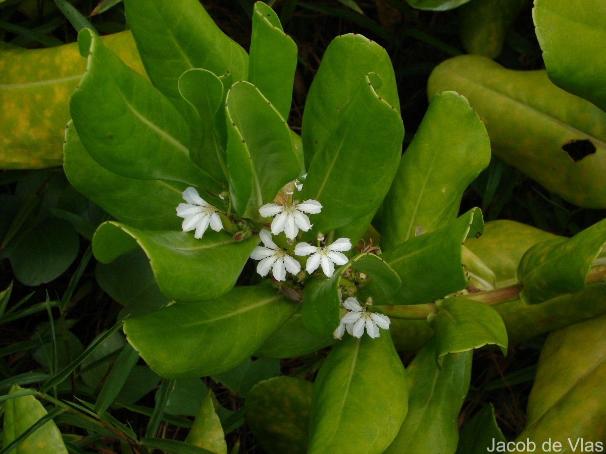 Scaevola taccada (Gaertn.) Roxb.